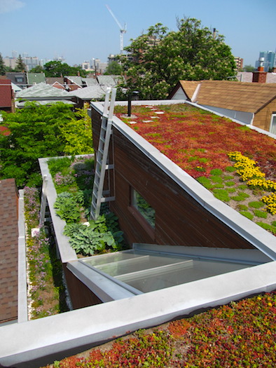 Little Italy Green Roof
