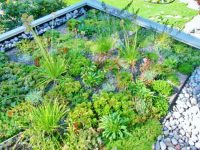 The Kingsway green roof