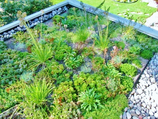 The Kingsway green roof