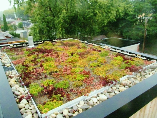 Little Italy green roof