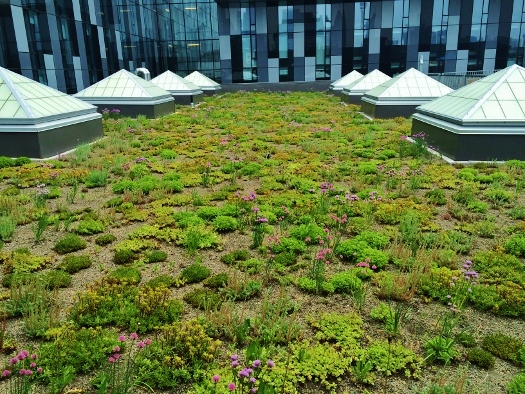 YMCA green roof