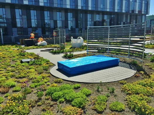 YMCA green roof